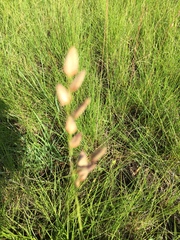 Eragrostis capensis
