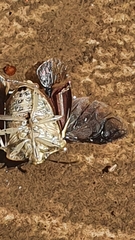 Dryadocoris
