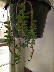 Sedum burrito