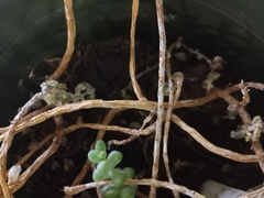 Sedum burrito