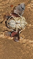 Dryadocoris