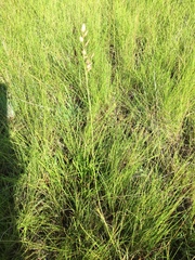 Eragrostis capensis