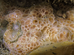 Hemimycale columella