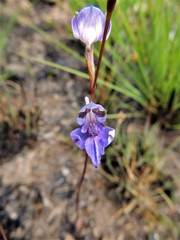 Disa