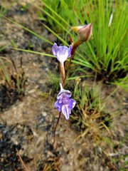 Disa