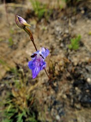 Disa