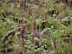 Scleroptila levaillantii