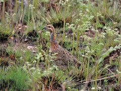 Scleroptila levaillantii