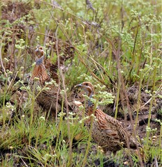 Scleroptila levaillantii