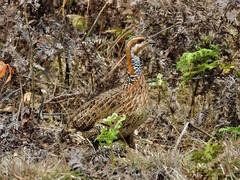 Scleroptila levaillantii