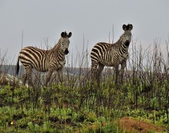 Equus quagga crawshayi