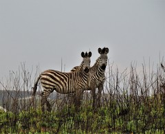 Equus quagga crawshayi