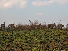 Equus quagga crawshayi