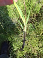 Eragrostis capensis