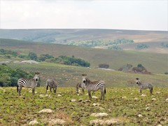 Equus quagga crawshayi