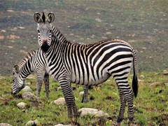 Equus quagga crawshayi