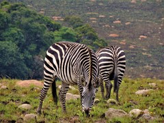 Equus quagga crawshayi