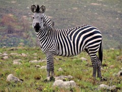 Equus quagga crawshayi