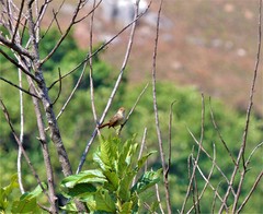 Cisticola njombe