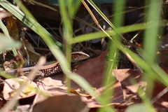 Aspidoscelis lineattissimus