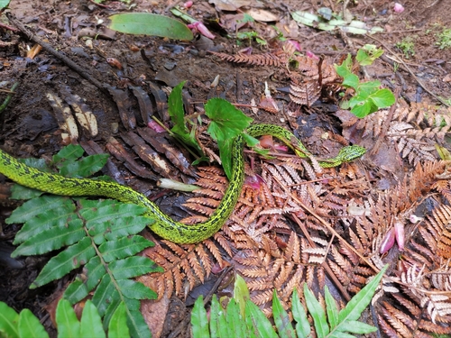 Photo of a Black-speckled Palm Pit Viper (Bothriechis nigroviridis)