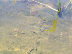 Lepomis peltastes