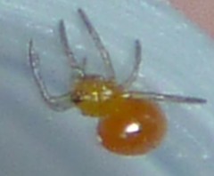 Alpaida leucogramma