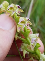 Disperis renibractea