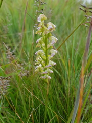 Disperis renibractea