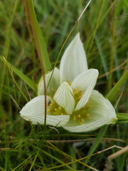 Colchicum striatum