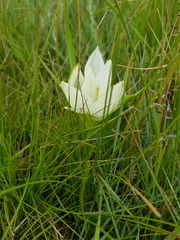 Colchicum striatum