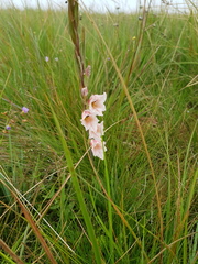 Gladiolus exiguus