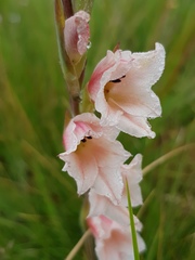 Gladiolus exiguus