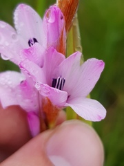 Dierama formosum