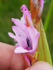 Dierama formosum