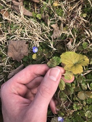 Veronica persica