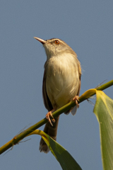 Prinia rufescens