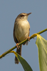 Prinia rufescens