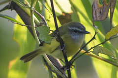 Abroscopus superciliaris
