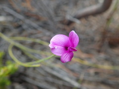 Amphithalea biovulata