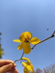Senna holwayana