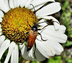 Pedostrangalia pubescens