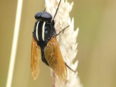 Pelecorhynchus hualqui