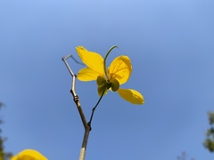 Senna holwayana