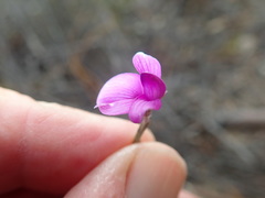 Amphithalea biovulata