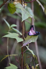 Passiflora sicyoides