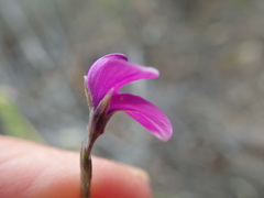 Amphithalea biovulata