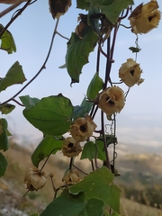 Maurandya scandens