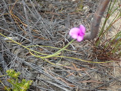 Amphithalea biovulata