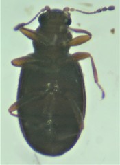 Melanophthalma